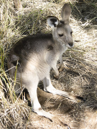 Eastern Grey Kangaro