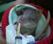 kangaroo-rat-drinking-and-relaxing-sooo-cute